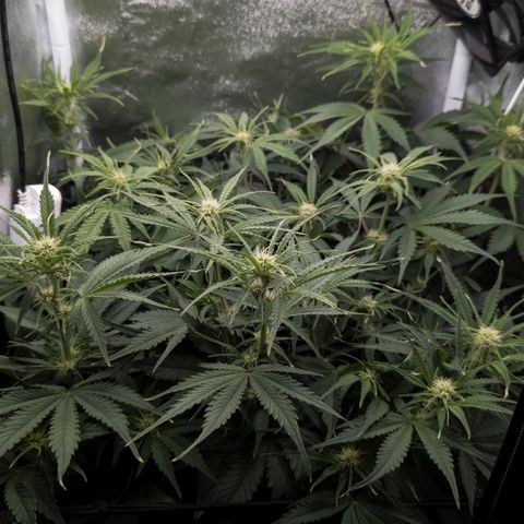 Claudia I growlog timeline photo