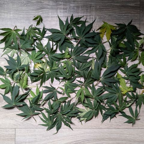 Claudia I growlog timeline photo