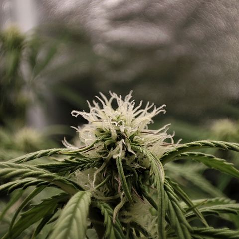 Claudia I growlog timeline photo