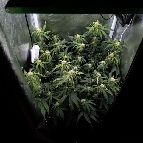 Claudia I growlog timeline photo