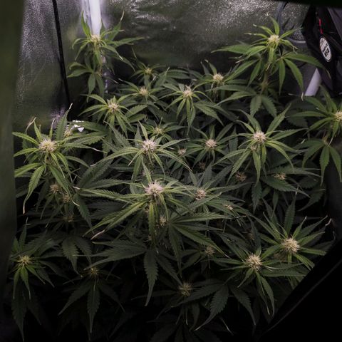 Claudia I growlog timeline photo