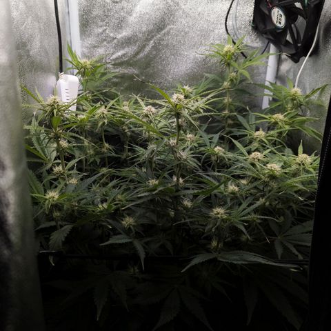 Claudia I growlog timeline photo