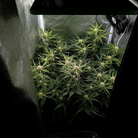 Claudia I growlog timeline photo