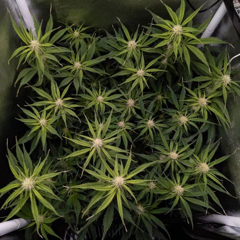 Claudia I growlog timeline photo