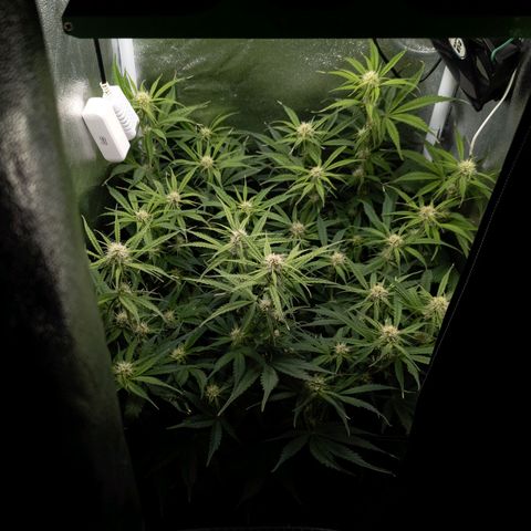 Claudia I growlog timeline photo