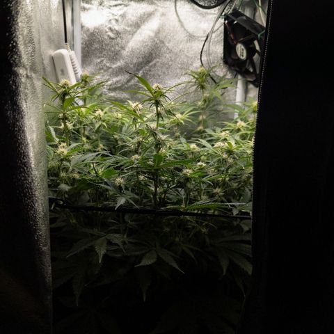 Claudia I growlog timeline photo
