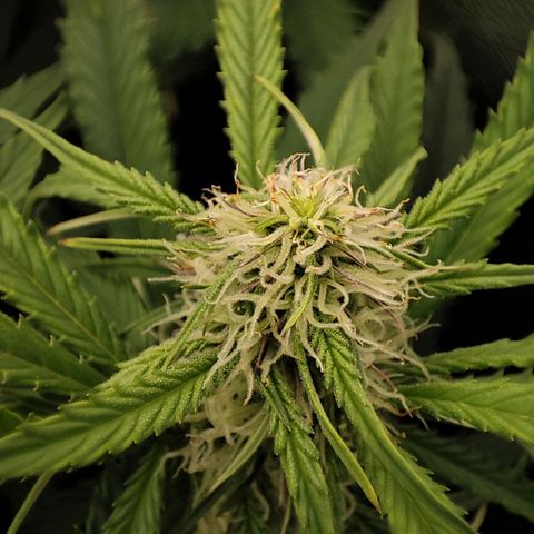 Claudia I growlog timeline photo