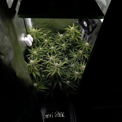 Claudia I growlog timeline photo