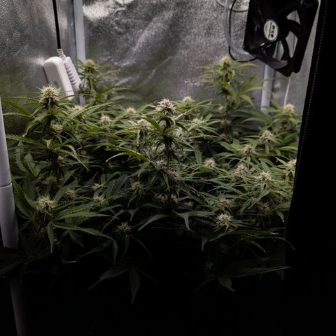 Claudia I growlog timeline photo