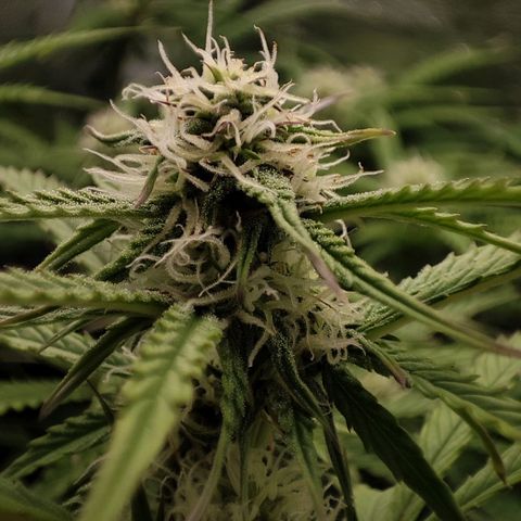 Claudia I growlog timeline photo