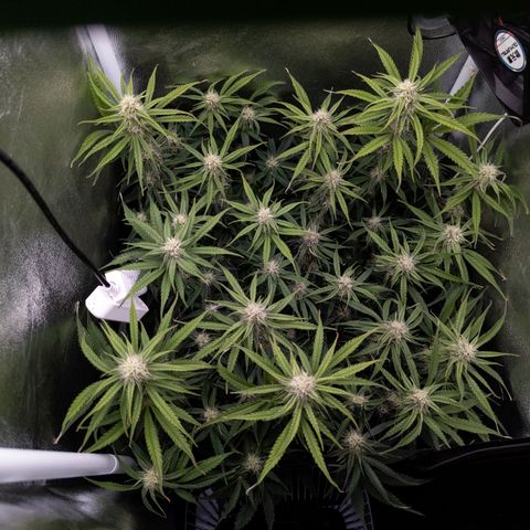 Claudia I growlog timeline photo