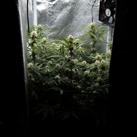 Claudia I growlog timeline photo