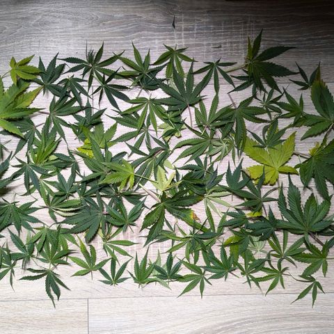Claudia I growlog timeline photo