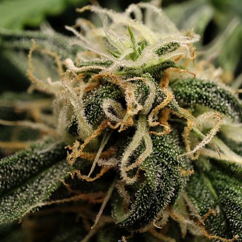 Claudia I growlog timeline photo