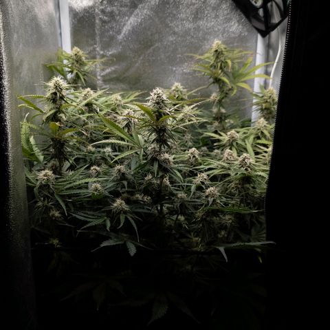 Claudia I growlog timeline photo