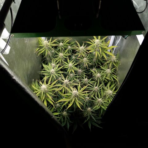 Claudia I growlog timeline photo