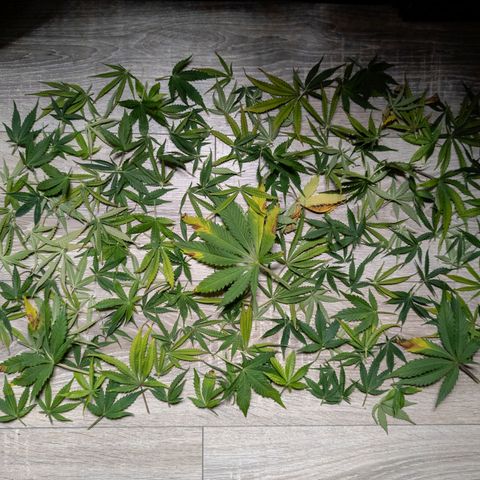 Claudia I growlog timeline photo