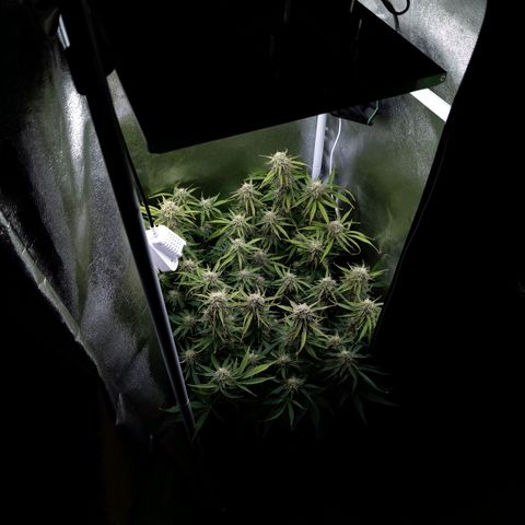 Claudia I growlog timeline photo