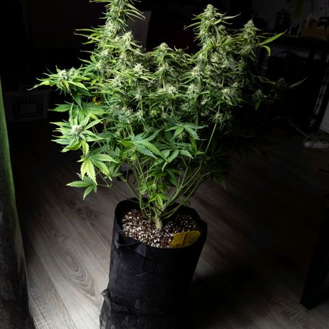 Claudia I growlog timeline photo