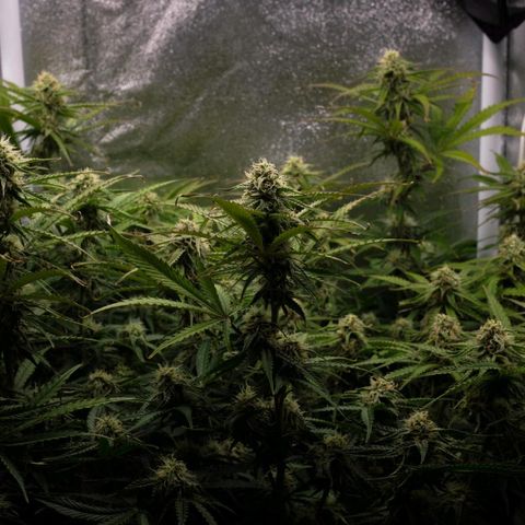 Claudia I growlog timeline photo