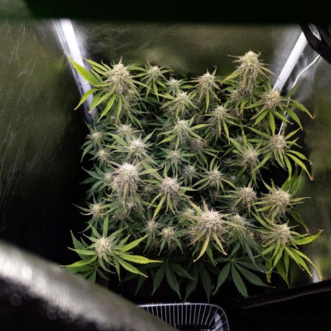 Claudia I growlog timeline photo