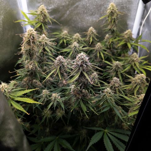 Claudia I growlog timeline photo