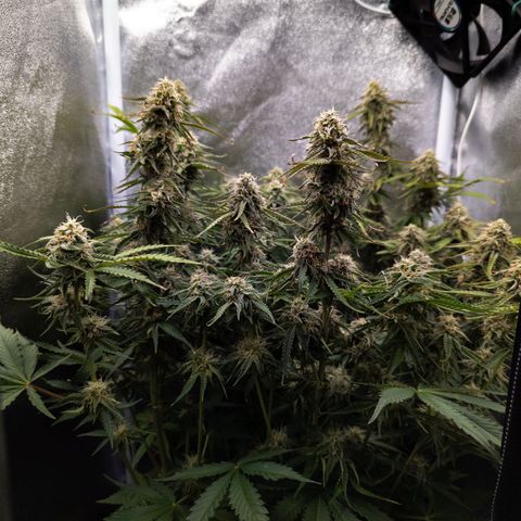 Claudia I growlog timeline photo