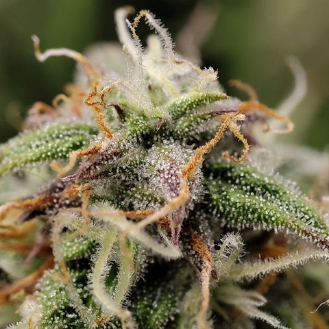 Claudia I growlog timeline photo