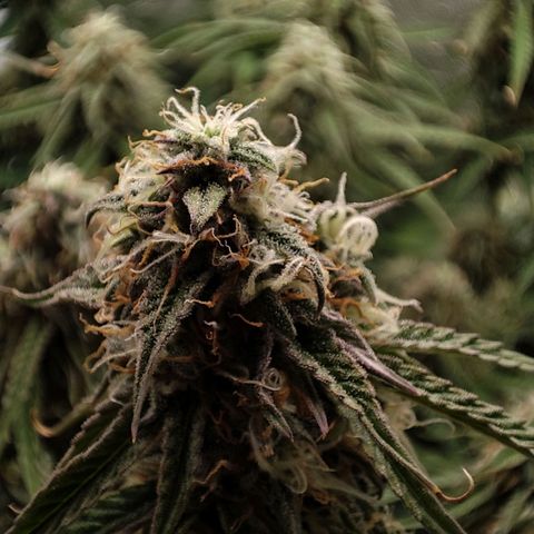Claudia I growlog timeline photo