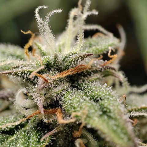 Claudia I growlog timeline photo