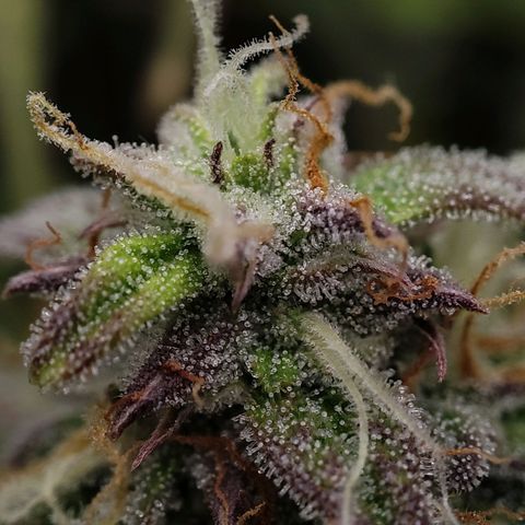 Claudia I growlog timeline photo