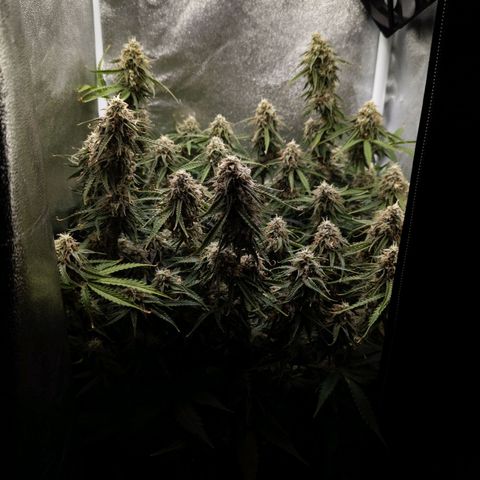 Claudia I growlog timeline photo