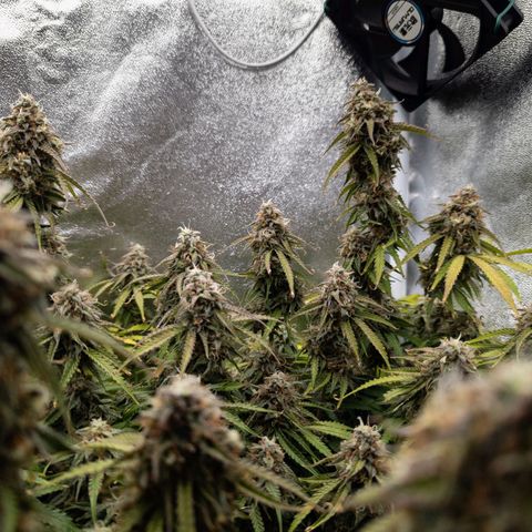 Claudia I growlog timeline photo