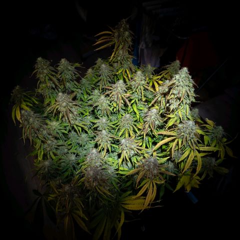 Claudia I growlog timeline photo