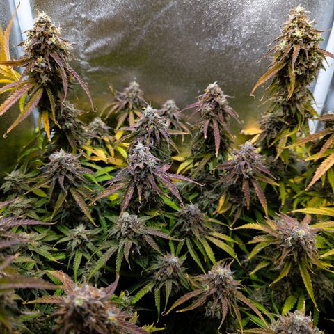 Claudia I growlog timeline photo