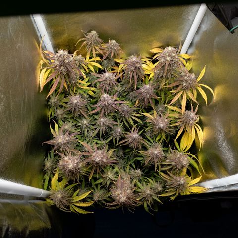 Claudia I growlog timeline photo