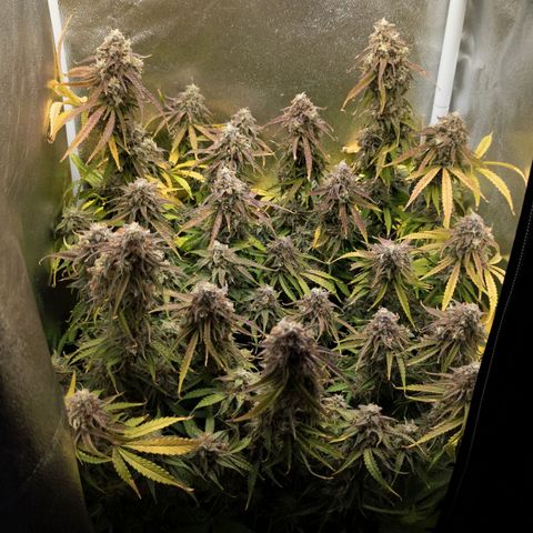 Claudia I growlog timeline photo