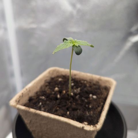 Clara I growlog timeline photo