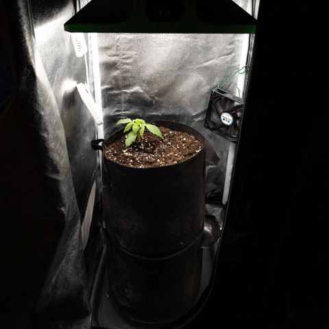 Clara I growlog timeline photo