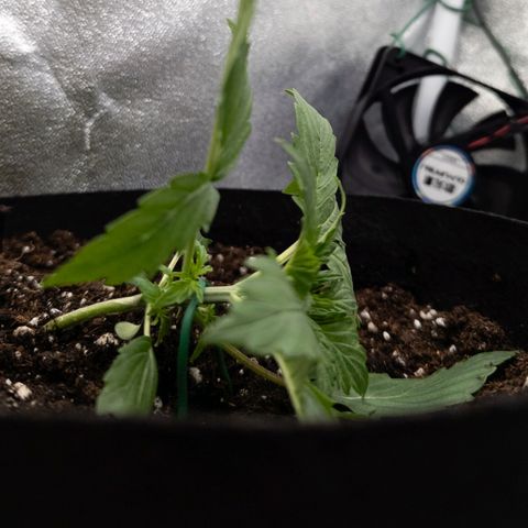 Clara I growlog timeline photo