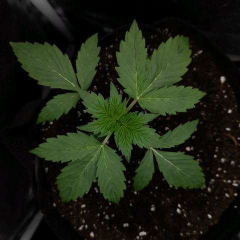 Clara I growlog timeline photo