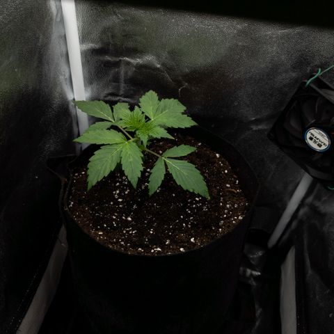 Clara I growlog timeline photo