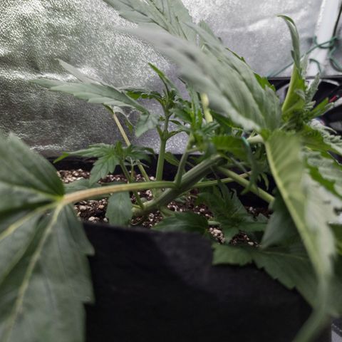 Clara I growlog timeline photo