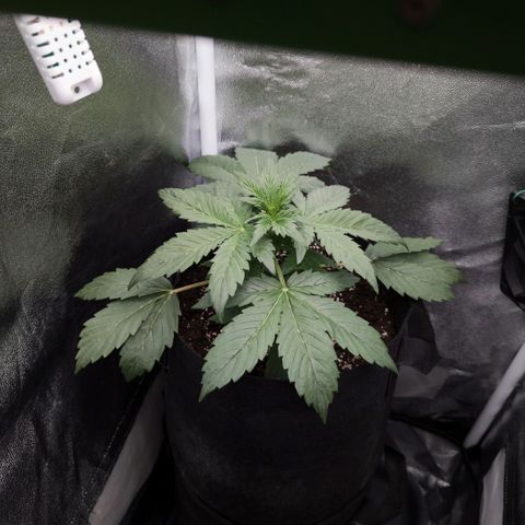 Clara I growlog timeline photo