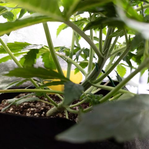 Clara I growlog timeline photo