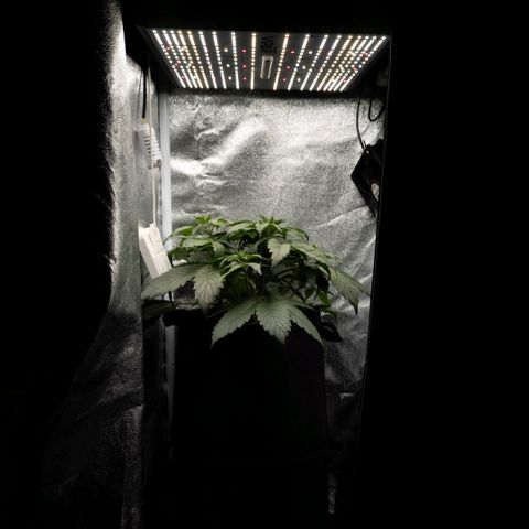 Clara I growlog timeline photo