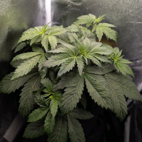 Clara I growlog timeline photo