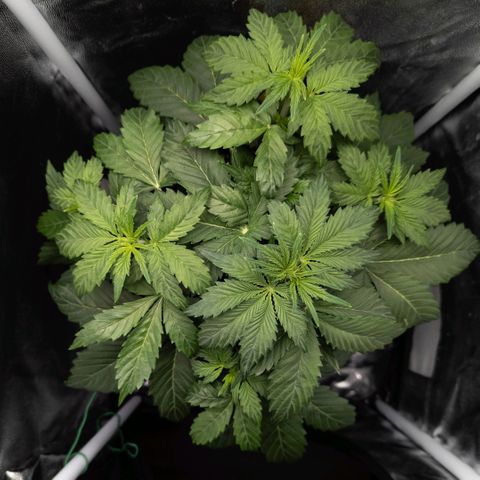 Clara I growlog timeline photo