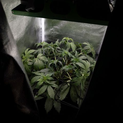 Clara I growlog timeline photo