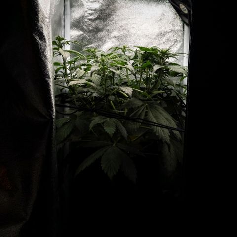 Clara I growlog timeline photo